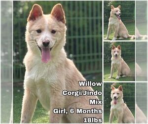 Mutt Dogs for adoption in Seattle, WA, USA