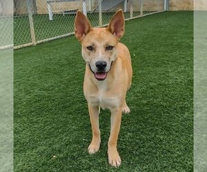 Akita-Unknown Mix Dogs for adoption in Rockwall, TX, USA
