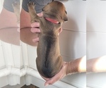 Small Photo #3 Rhodesian Ridgeback Puppy For Sale in OAK GLEN, CA, USA