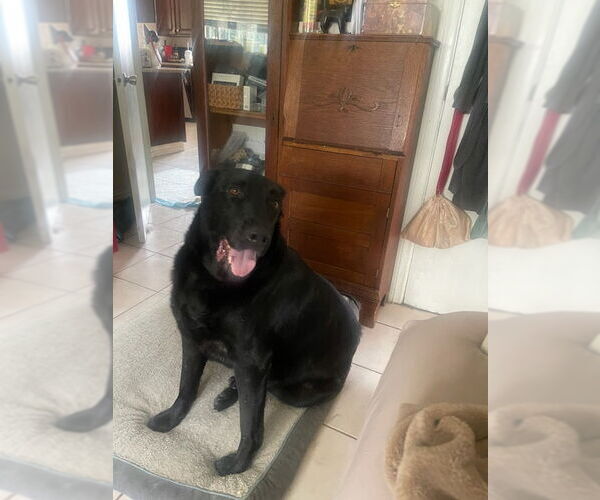 Medium Photo #2 Labrador Retriever Puppy For Sale in Marina Del Rey, CA, USA