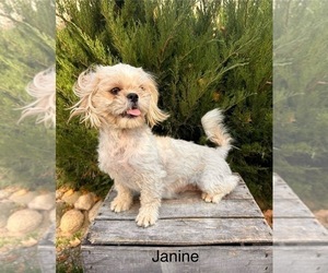 Mother of the Shih Tzu puppies born on 05/18/2026
