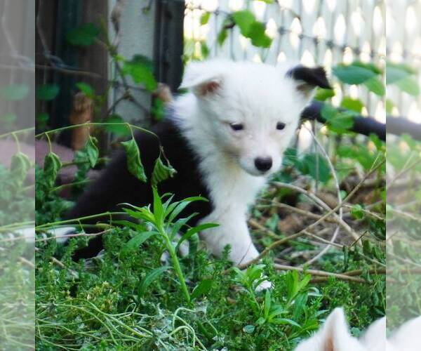Medium Photo #1 Border Collie Puppy For Sale in DOUGLASS, KS, USA