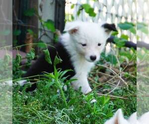 Border Collie Puppy for sale in DOUGLASS, KS, USA