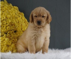 Golden Retriever Puppy for sale in FREDERICKSBURG, OH, USA