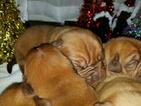 Small Photo #3 Dogue de Bordeaux Puppy For Sale in DIABLO GRANDE, CA, USA