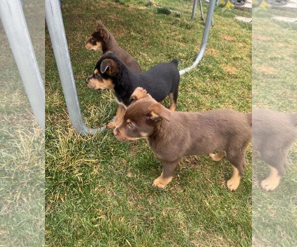 Medium Photo #5 Mutt Puppy For Sale in Sandy, UT, USA