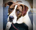 Small #8 Lab-Pointer