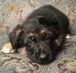 Small Photo #13 German Shepherd Dog Puppy For Sale in COLETA, IL, USA