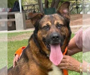 JAX - Male German Shepherd Dog-Unknown Mix Dog for Adoption - Photo #3