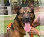 Small Photo #3 German Shepherd Dog-Unknown Mix Puppy For Sale in Las Vegas, NV, USA