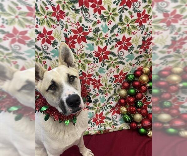 Medium Photo #1 Anatolian Shepherd-Siberian Husky Mix Puppy For Sale in Santa Barbara, CA, USA