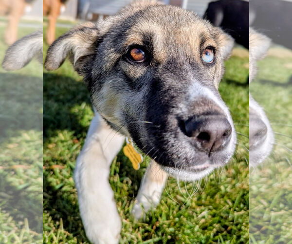 Medium Photo #12 Mutt Puppy For Sale in Sandy, UT, USA