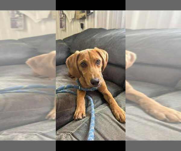 Medium Photo #1 Beagle-Redbone Coonhound Mix Puppy For Sale in Aurora, IN, USA