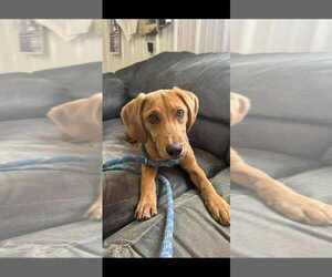 Beagle-Redbone Coonhound Mix Dogs for adoption in Aurora, IN, USA