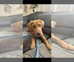 Small Beagle-Redbone Coonhound Mix