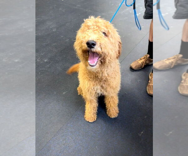 Medium Photo #4 Goldendoodle Puppy For Sale in ELBERT, CO, USA