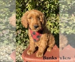 Puppy 2 Goldendoodle