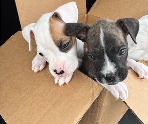 Boxer Puppy for Sale in FAYETTEVILLE, Georgia USA