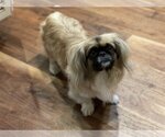Small Photo #4 Pekingese-Unknown Mix Puppy For Sale in Holly Springs, NC, USA