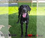 Small German Shorthaired Pointer Mix