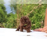 Small #23 ShihPoo