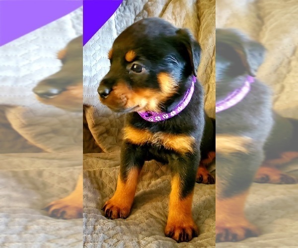 Medium Photo #1 Rottweiler Puppy For Sale in SPANAWAY, WA, USA