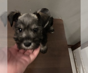 Schnauzer (Miniature) Puppy for sale in BRIDGETON, NJ, USA