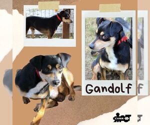 Mutt Dogs for adoption in Lindsay, CA, USA