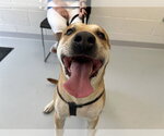 Small American Pit Bull Terrier-Labrador Retriever Mix