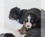 Small Photo #7 Bernese Mountain Dog Puppy For Sale in PAXTON, IL, USA