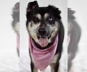 Mutt Dogs for adoption in Greenville, SC, USA