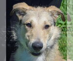 Small Borzoi-Irish Wolfhound Mix