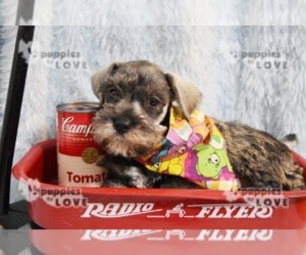 Medium Photo #9 Schnauzer (Miniature) Puppy For Sale in SANGER, TX, USA