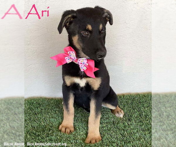 Medium Photo #1 Huskies -Rottweiler Mix Puppy For Sale in San Diego, CA, USA