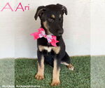 Small Huskies -Rottweiler Mix