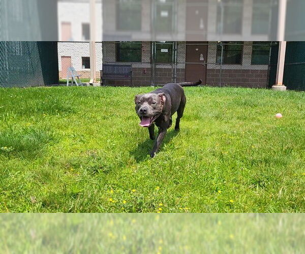 Medium Photo #1 American Pit Bull Terrier Puppy For Sale in Springfield, MA, USA