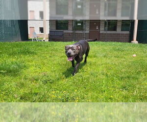 American Pit Bull Terrier Dogs for adoption in Springfield, MA, USA