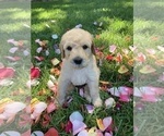 Small Photo #21 Labradoodle Puppy For Sale in DURHAM, CA, USA