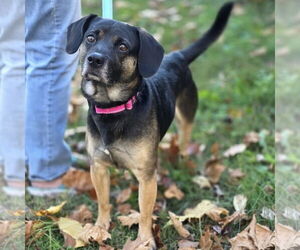 Raggle Dogs for adoption in Batavia, OH, USA