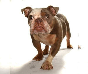 Fresca - Female French Bulldog-Unknown Mix Dog for Adoption - Photo #7