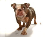 Small Photo #7 French Bulldog-Unknown Mix Puppy For Sale in Oakland Park, FL, USA