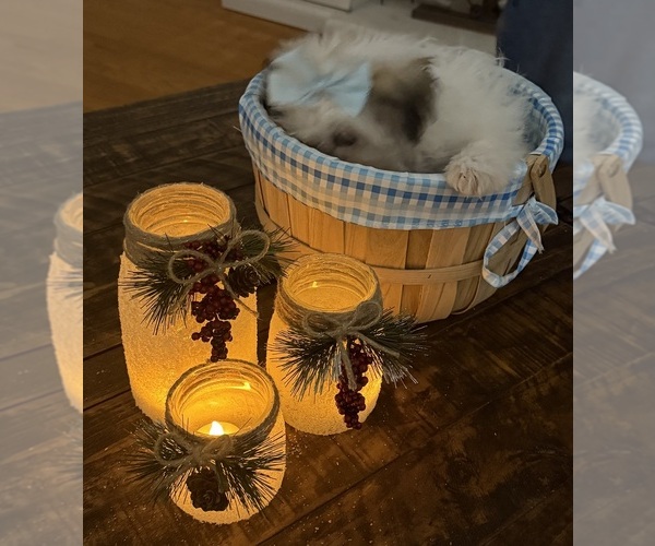 Medium Photo #47 Shih-Poo Puppy For Sale in DINWIDDIE, VA, USA