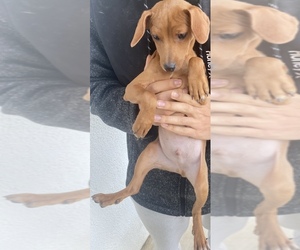 Miniature Pinscher Puppy for sale in SALINAS, CA, USA