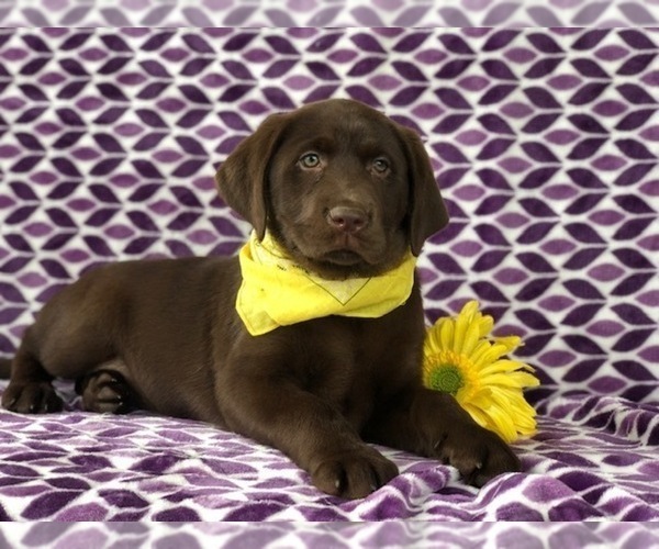 Medium Photo #4 Labrador Retriever Puppy For Sale in EAST EARL, PA, USA