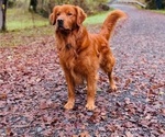 Small #2 Golden Retriever