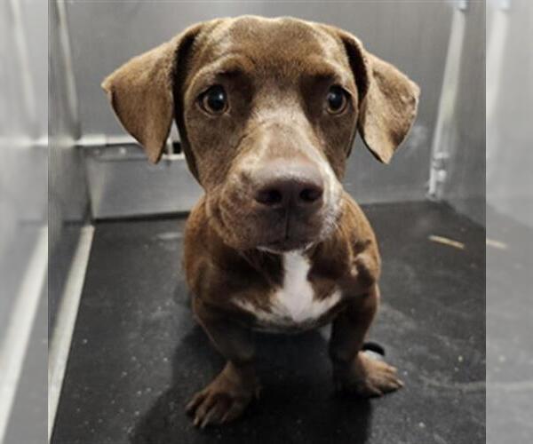 Medium Photo #1 Dachshund-Unknown Mix Puppy For Sale in San Antonio, TX, USA