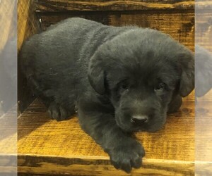 Golden Labrador Puppy for sale in BUTLER, OH, USA