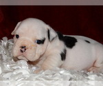 Small #9 English Bulldog