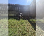 Small Photo #6 American Staffordshire Terrier-Unknown Mix Puppy For Sale in Jackson, MS, USA