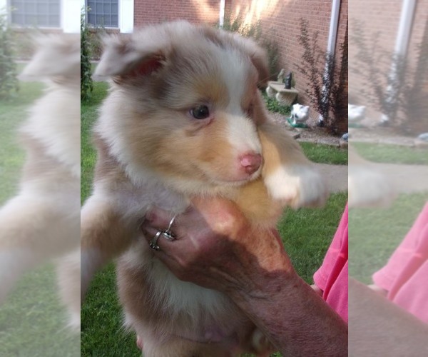 Medium Photo #10 Miniature Australian Shepherd Puppy For Sale in WENTZVILLE, MO, USA